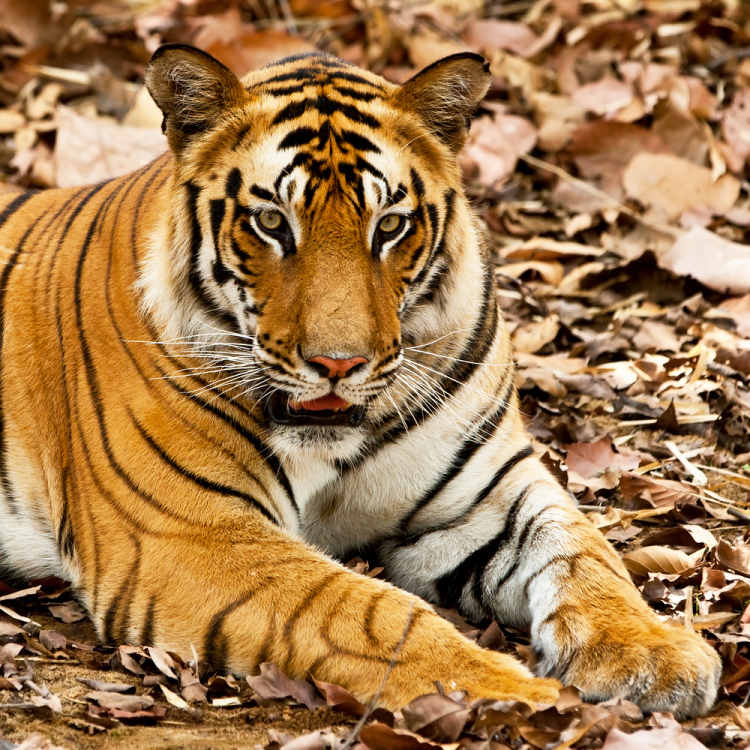 tygří rezervace Mélgáth