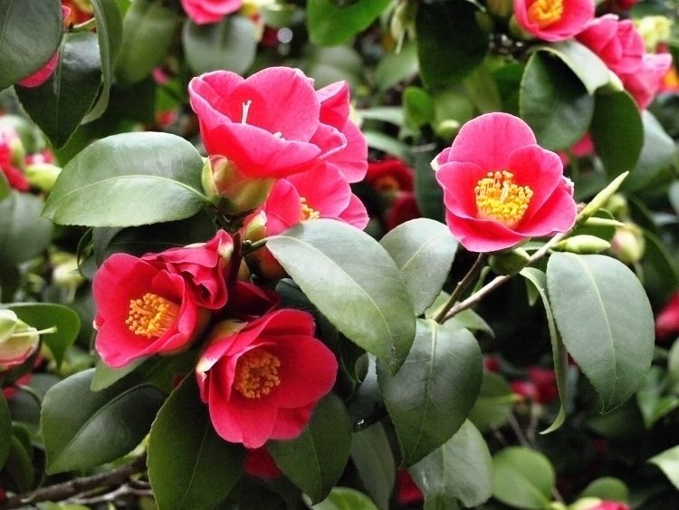 Drážďany - Pillnitz - kvetoucí kamélie