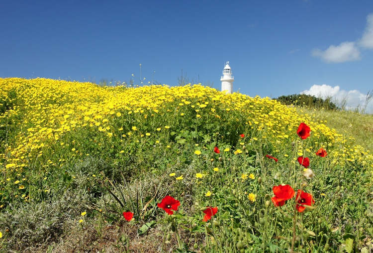 Pafos - krajinu v okolí Pafosu na jaře pokrývají koberce květin