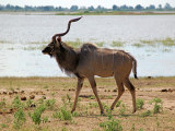 Národní park Chobe - tisíce zvířat a úžasná krajina