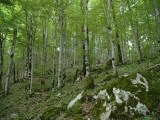 Toulky panenskou přírodou aneb Biogradska gora