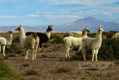 Altiplano, Bolívie