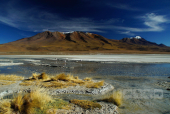 Altiplano, Bolívie