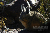 Altiplano, Bolívie