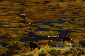 Altiplano, Bolívie
