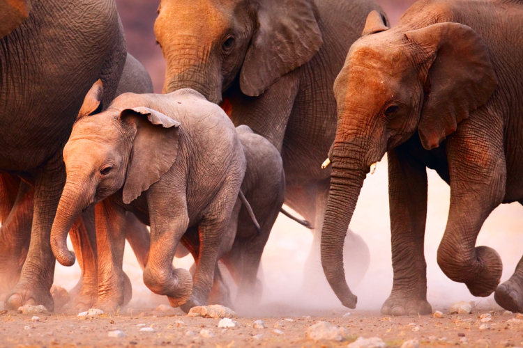sloni, oblast Caprivi