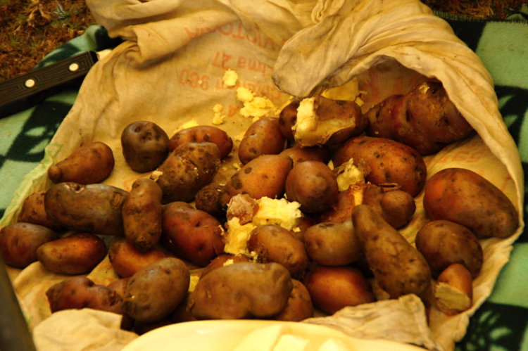 v Peru se pěstuje údajně až 5 tisíc druhů brambor