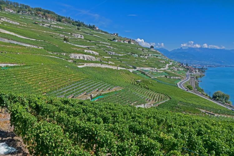 Ženevské jezero, vinice