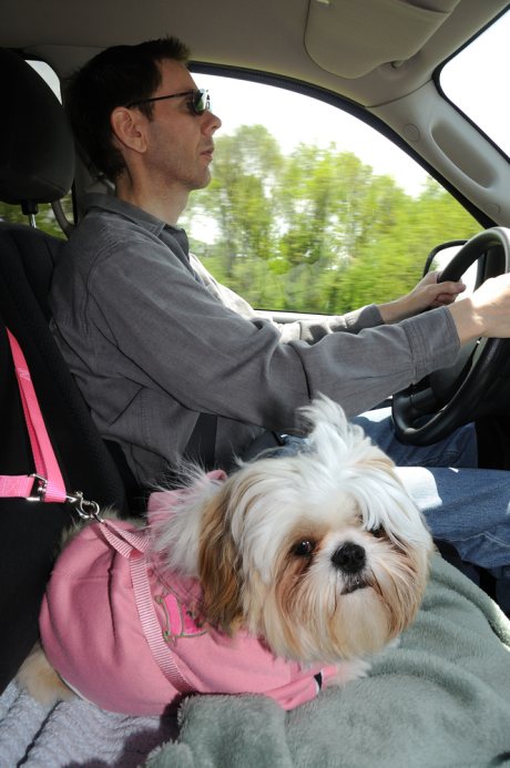 cestování se psem v autě